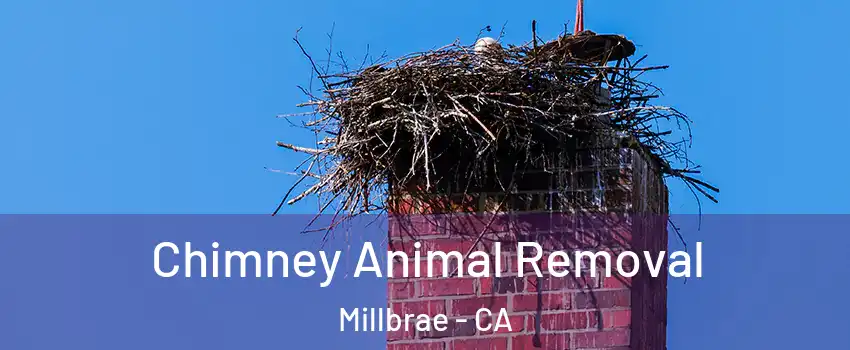  Chimney Animal Removal Millbrae - CA