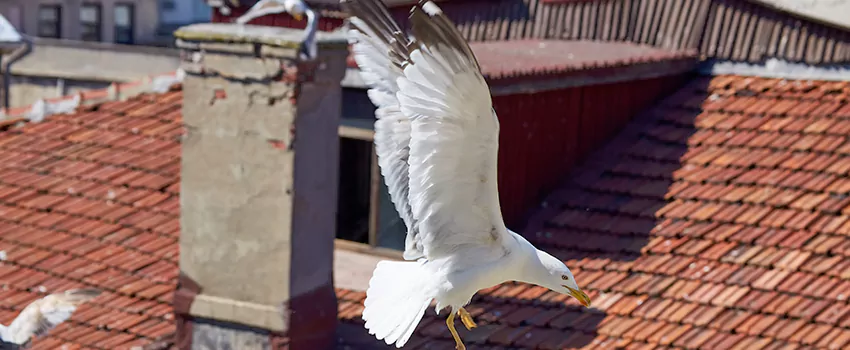Residential Chimney Animal Removal Solution in Millbrae, CA