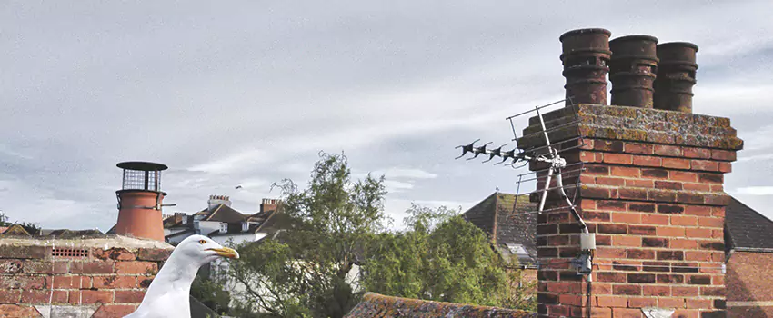 Chimney Cleaning And Restoration in Millbrae, California